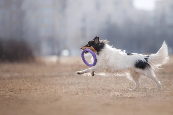 Menangkap anjing terbang disk — Stok Foto