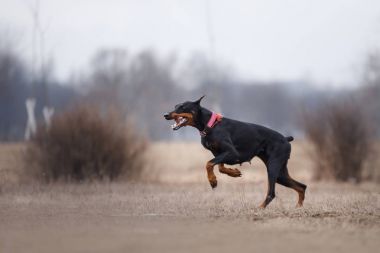 Çalışan ve parkta oynayan köpek