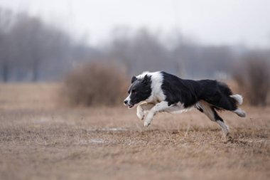 Çalışan ve parkta oynayan köpek