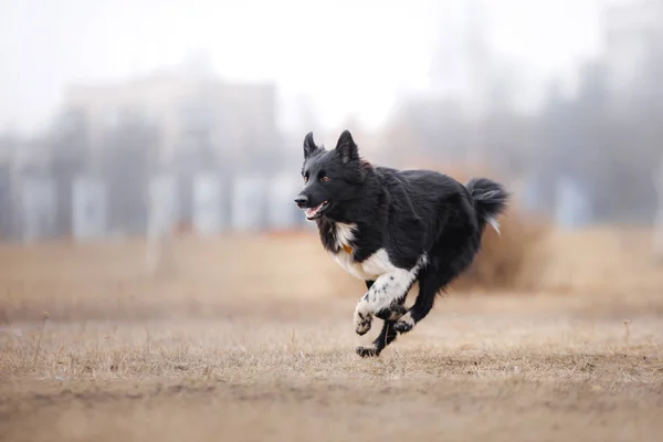 Cane che corre e gioca nel parco — Foto Stock