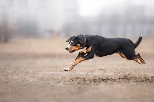 Cane che corre e gioca nel parco — Foto Stock