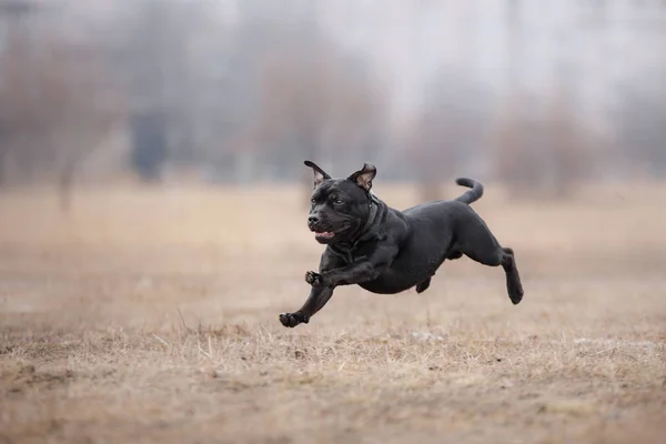 Собака бегает и играет в парке — стоковое фото