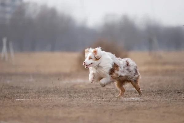 Cane che corre e gioca nel parco — Foto Stock