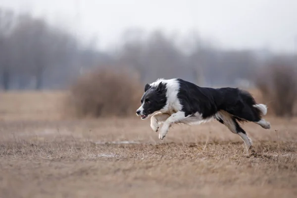 Dog running and playing in the park — Stock Photo, Image