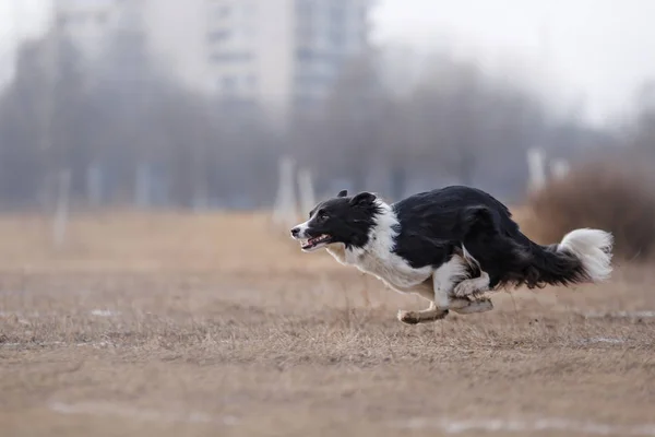 Собака біжить і грає в парку — стокове фото