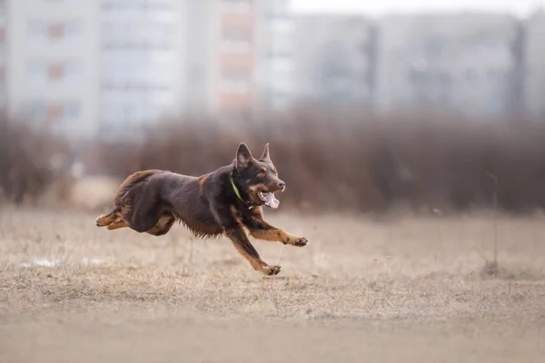 Cane che corre e gioca nel parco — Foto Stock