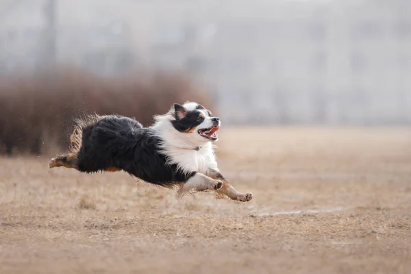 Dog running and playing in the park — Stock Photo, Image