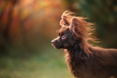 Köpek oyuncak korkunç parkta bir yürüyüş için