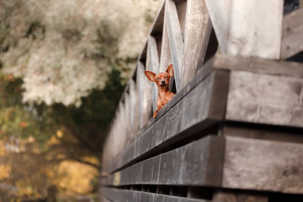 Terrier giocattolo per cani su un ponte nel parco — Foto Stock