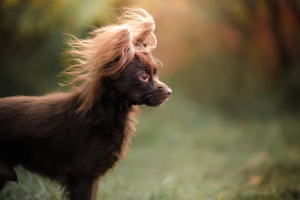 Dog Toy Terrier para dar un paseo por el parque —  Fotos de Stock