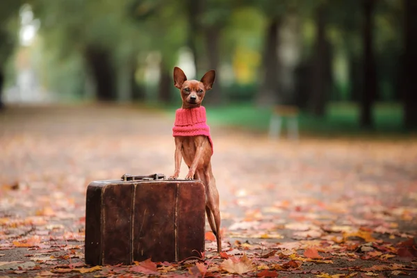 Собака Іграшковий тер'єр для прогулянки в парку — стокове фото