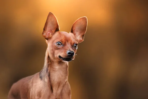 Hund Toy Terrier för en promenad i parken — Stockfoto