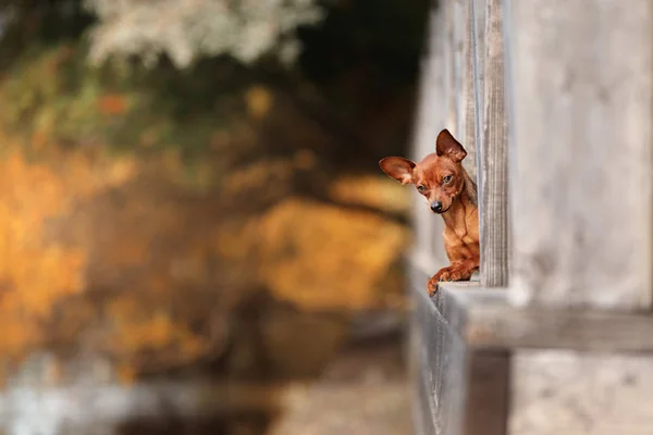 Hund Toy Terrier på en bro i parken — Stockfoto