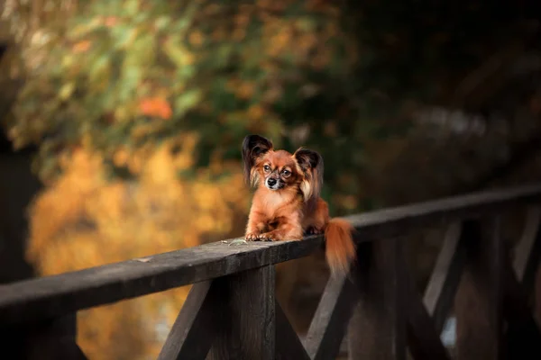 Dog Toy Terrier on a bridge in the park — Stock Photo, Image