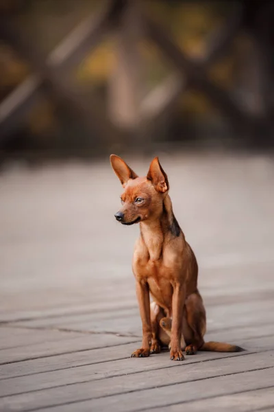 Dog Toy Terrier on a bridge in the park — Stock Photo, Image