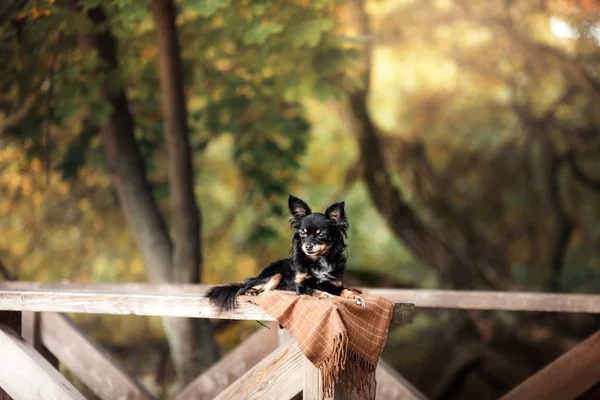 Собачий терьер на мосту в парке — стоковое фото