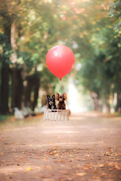 Psa Toy teriér je létání na balónu — Stock fotografie