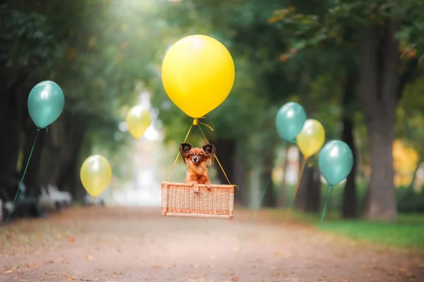 Hund Toy Terrier flyger en ballong — Stockfoto