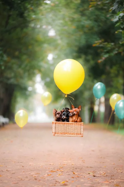 Cane giocattolo Terrier sta volando su un palloncino — Foto Stock