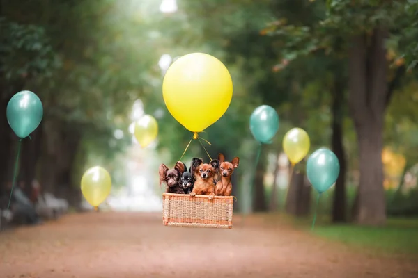 Dog Toy Terrier กําลังบินบนบอลลูน — ภาพถ่ายสต็อก