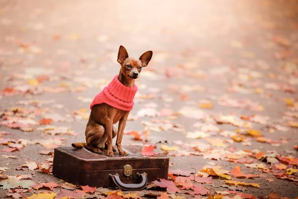 Dog Toy Terrier para um passeio no parque — Fotografia de Stock