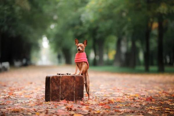 Dog Toy Terrier para um passeio no parque — Fotografia de Stock