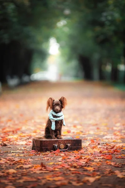 Hund Toy Terrier för en promenad i parken — Stockfoto