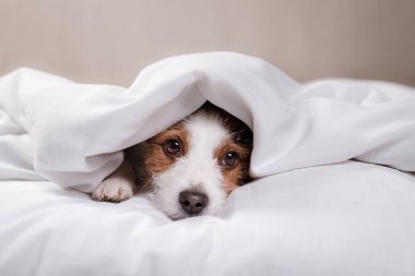 Köpek Jack Russell Terrier yatakta yatan