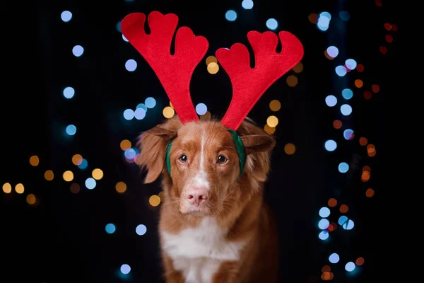 Dog Nova Scotia Ente Maut Retriever in Weihnachten — Stockfoto