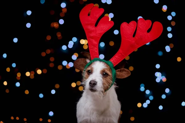Dog Jack Russell Terrier Christmas — Stock Photo, Image