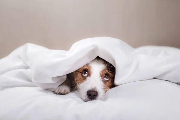 Perro Jack Russell Terrier acostado en la cama — Foto de Stock