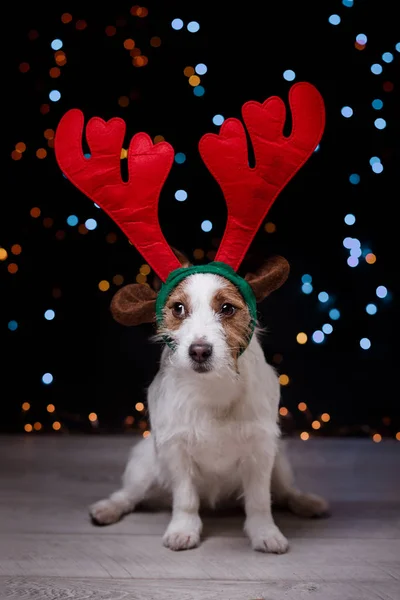 Cane Jack Russell Terrier Natale — Foto Stock