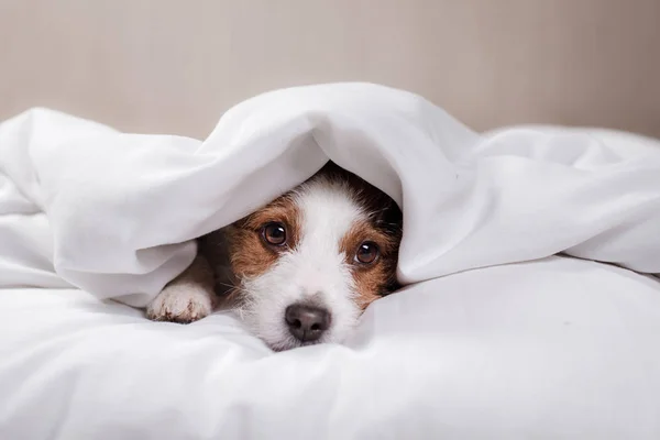 Köpek Jack Russell Terrier yatakta yatan — Stok fotoğraf