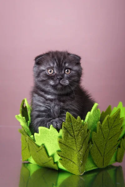 Kitten Scottish breed — Stock Photo, Image