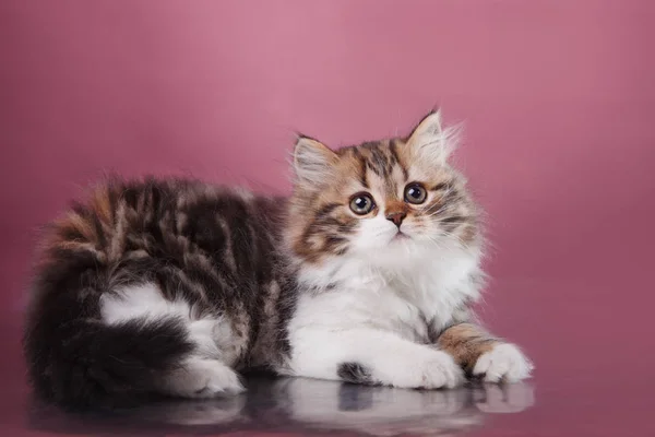 Gatito de raza escocesa — Foto de Stock