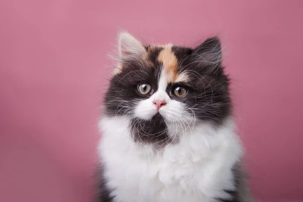 Kitten Scottish breed — Stock Photo, Image