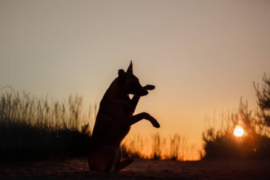 Gün batımında köpek silueti