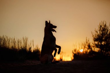 Gün batımında köpek silueti