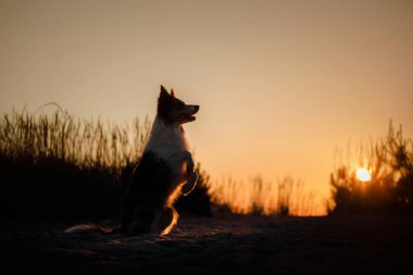 Gün batımında köpek silueti