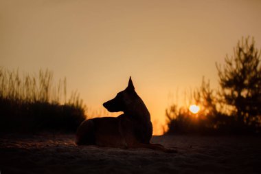 Gün batımında köpek silueti