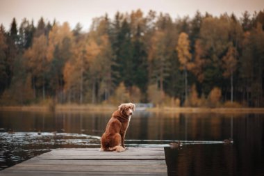 Köpek Nova Scotia duck tolling Retriever ahşap bir iskele üzerinde