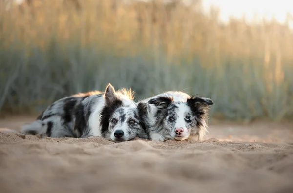 Dos perros frontera collie acostado en la arena —  Fotos de Stock