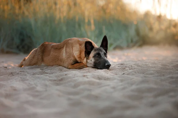 ベルギーの羊飼いの犬は砂の上に横たわっている犬 — ストック写真