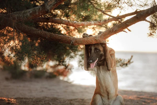 Собачья Мраморная Граница Колли Дереве Пляже — стоковое фото