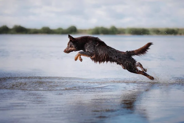 Dog Kelpie plays — Stock Photo, Image