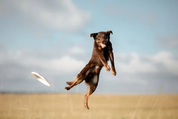 Hond Kelpie speelt — Stockfoto