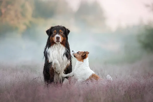 Jack Russell Terrier ve Avustralya çoban köpek — Stok fotoğraf