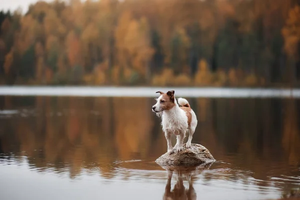 Hund Jack Russell Terrier Steht Auf Felsen See — Stockfoto