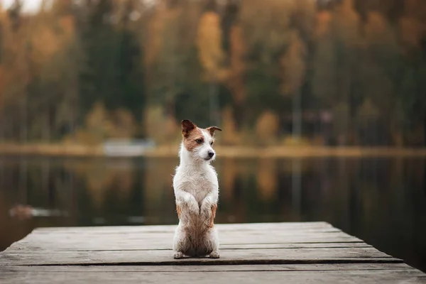 Dog Jack Russell Terrier em um cais de madeira — Fotografia de Stock