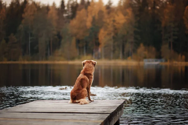 Chien Nouvelle-Écosse canard péage Récupérateur sur une jetée en bois — Photo